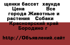 щенки бассет- хаунда › Цена ­ 20 000 - Все города Животные и растения » Собаки   . Красноярский край,Бородино г.